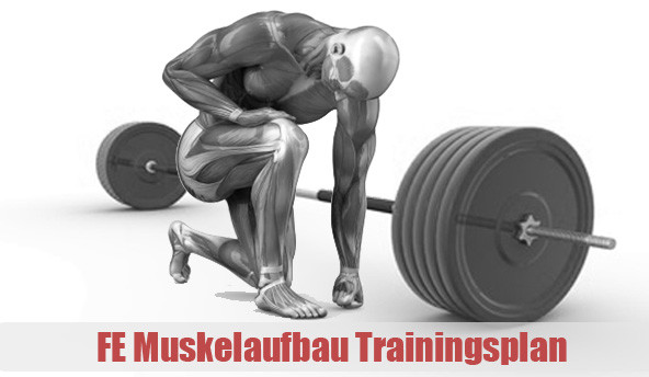 Der FE Muskelaufbau Trainingsplan (FEM) - Fitness-Experts.de (FE ...